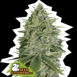 Konopljino Seme Seedstockers Super Skunk