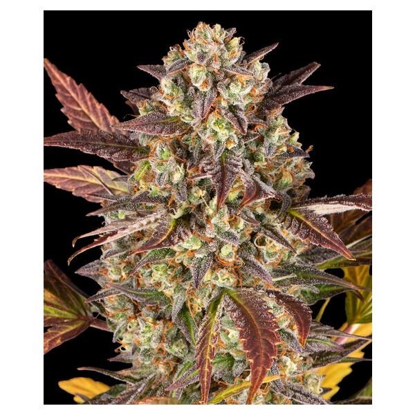 Amnesia Haze Auto