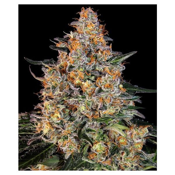 Bubba Kush