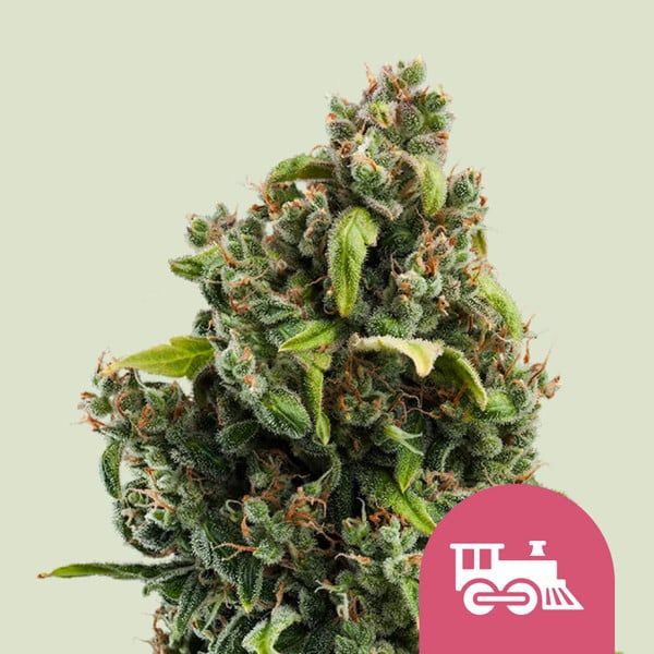Candy Kush Express Fast Flowering