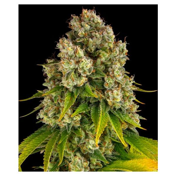 Cheese Auto