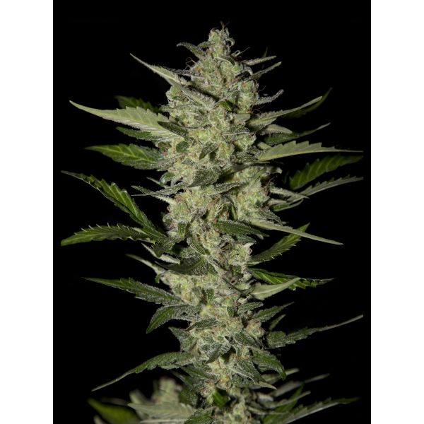 Flowerbomb Kush