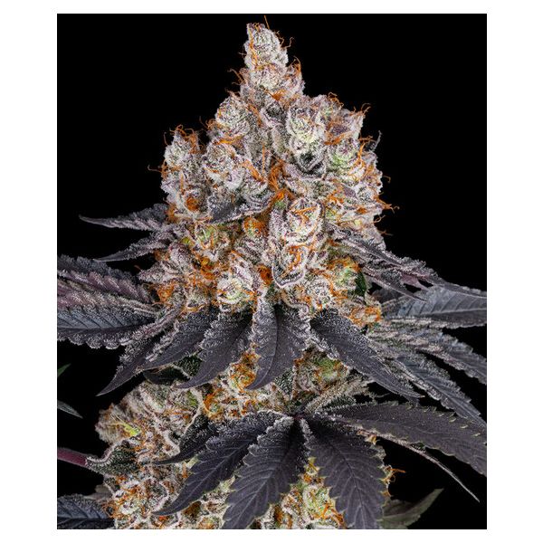 Gelato