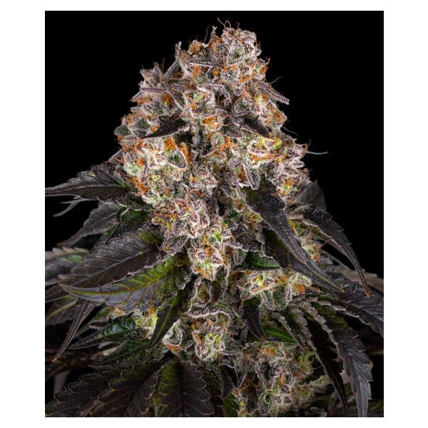 Girl Scout Cookies