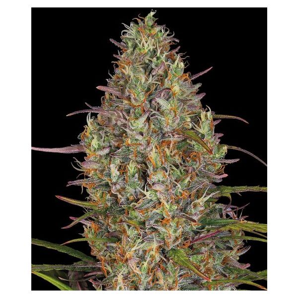 Glue Gelato Auto
