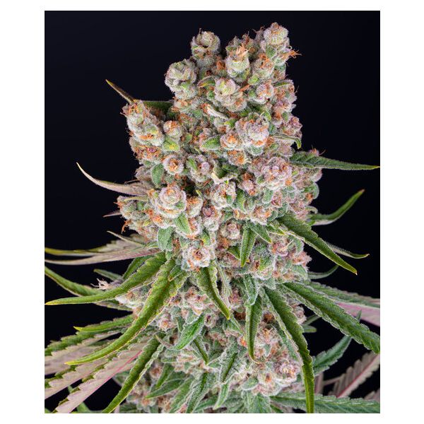 GMO Auto 