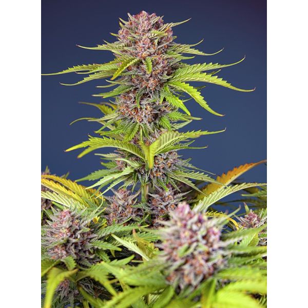 Mimosa Bruce Banner XL Auto 