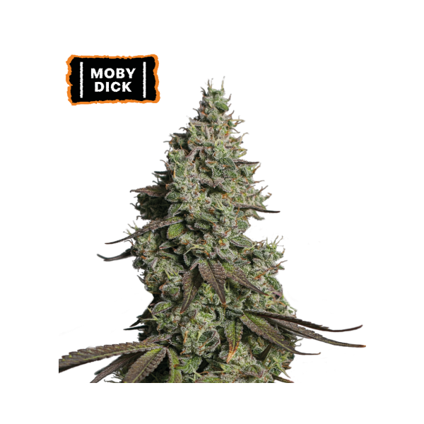 Moby Dick Auto