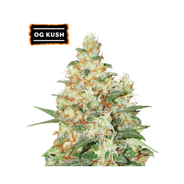 OG Kush Auto