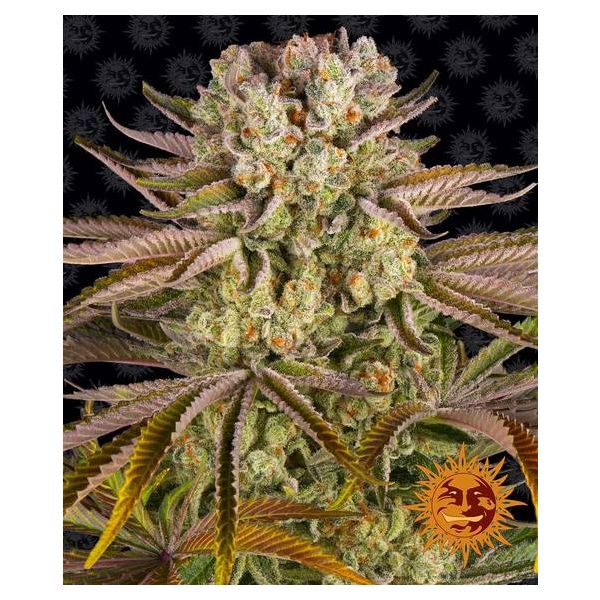 Pineapple Express-3 seeds
