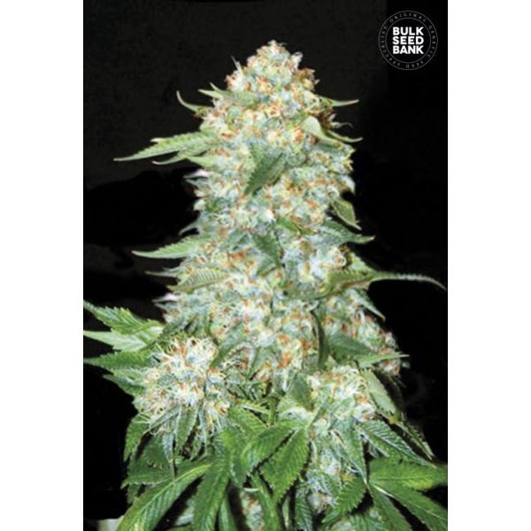 OG Kush 