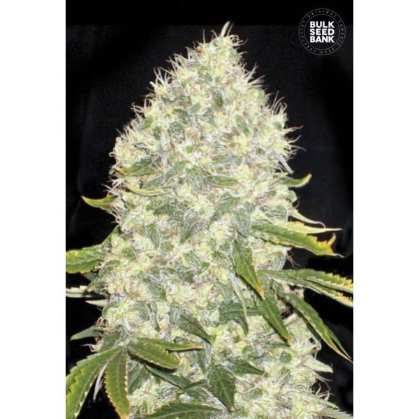 White Widow 