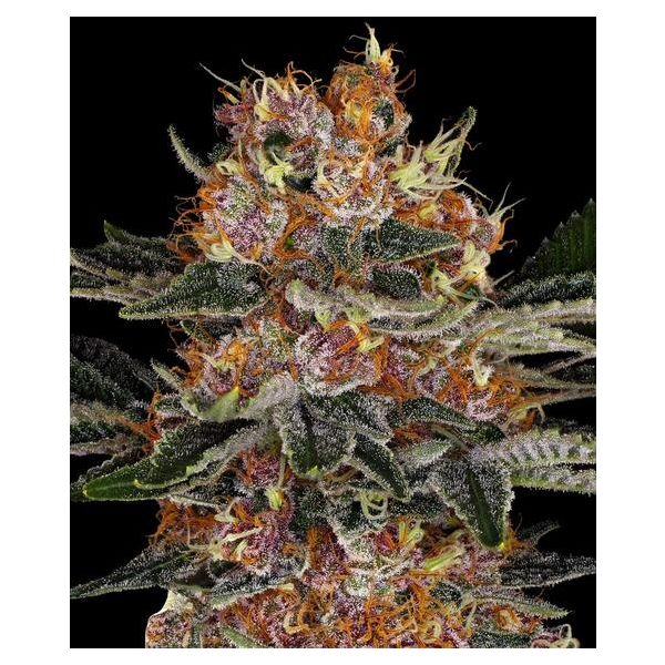 Purple Punch Auto