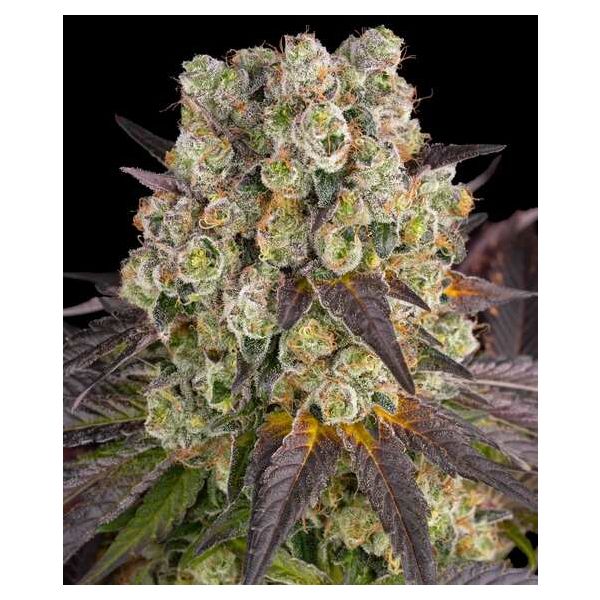 Purple Punch x Lemon Drizzle