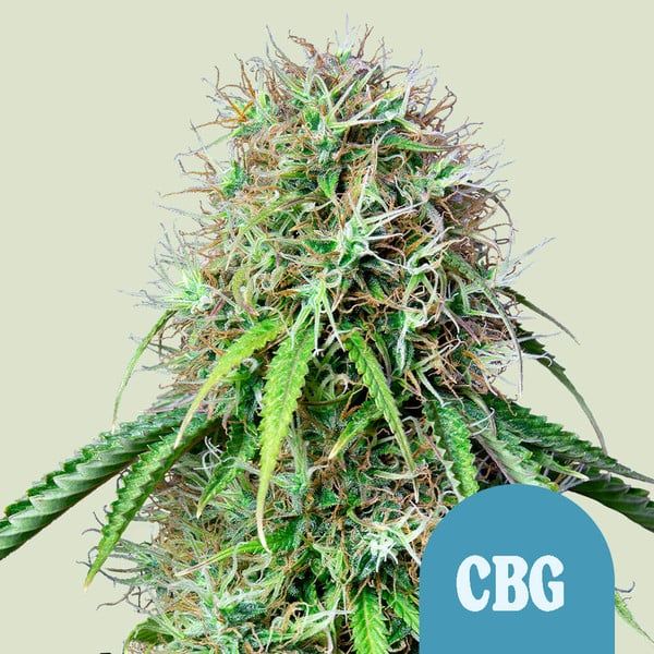 Royal CBG Auto