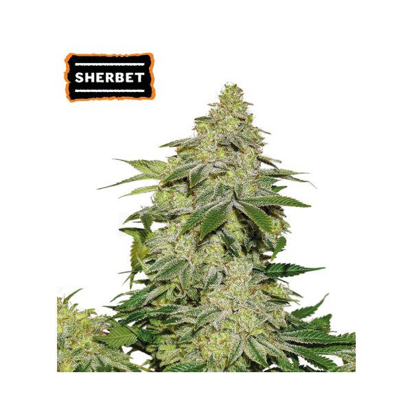 Sherbet Auto