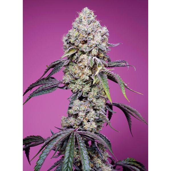 Sweet Mandarine Zkittlez F1 Fast version