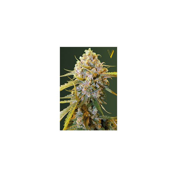Biggest Bud