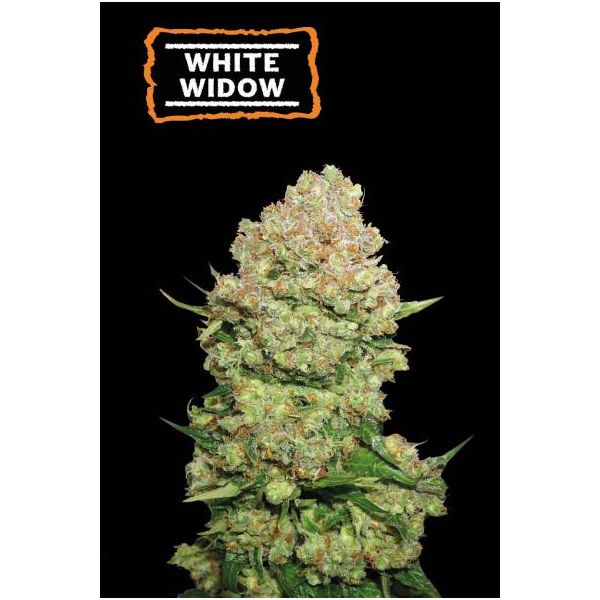 White Widow